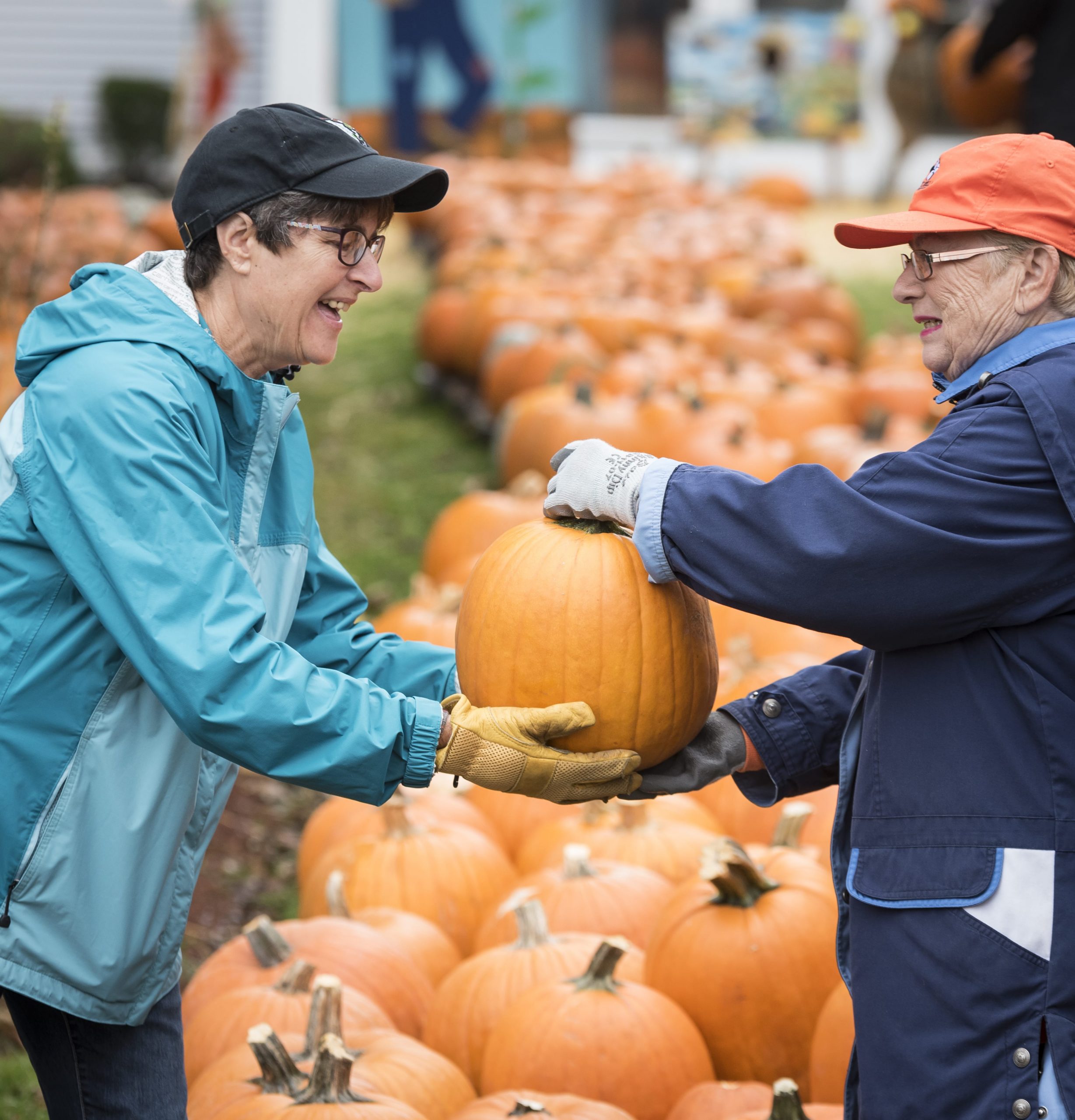 Pumpkins arrive Saturday in Saugus Itemlive