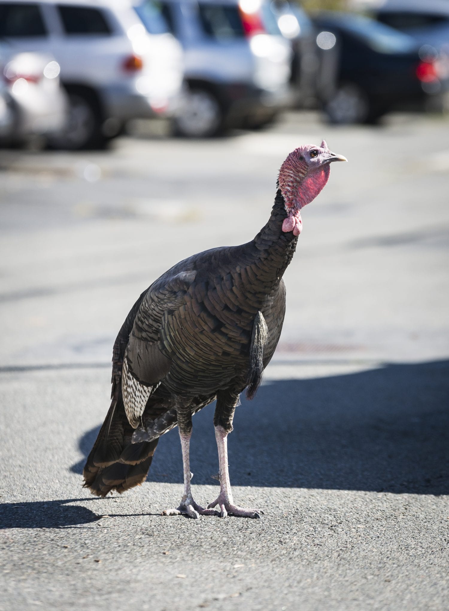 Environmental Police move Revere's 'Jake the turkey' to an undisclosed