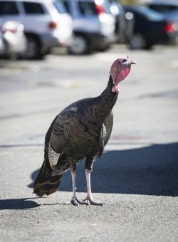 Jake the turkey on Warren Street in Revere in October 2017.