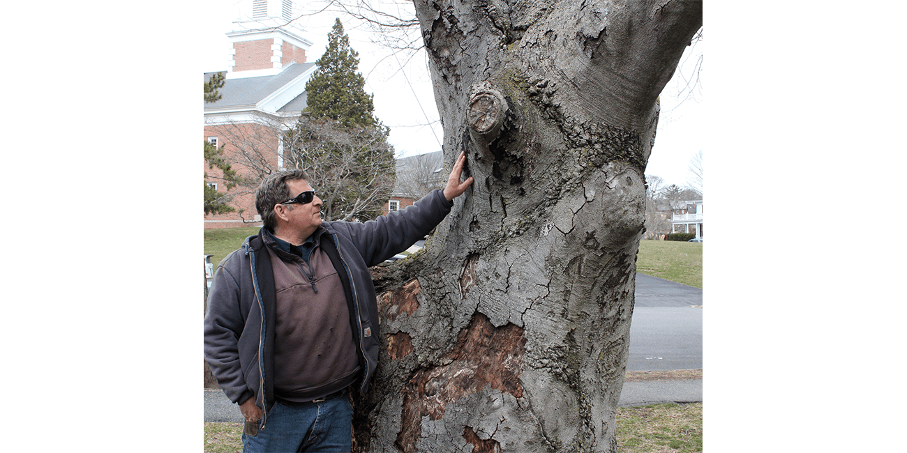 Swampscott, Ma. 4-5-19. Tree warden Gene Gardiner examines a Beech Tree in front of Swampscott Town Hall.