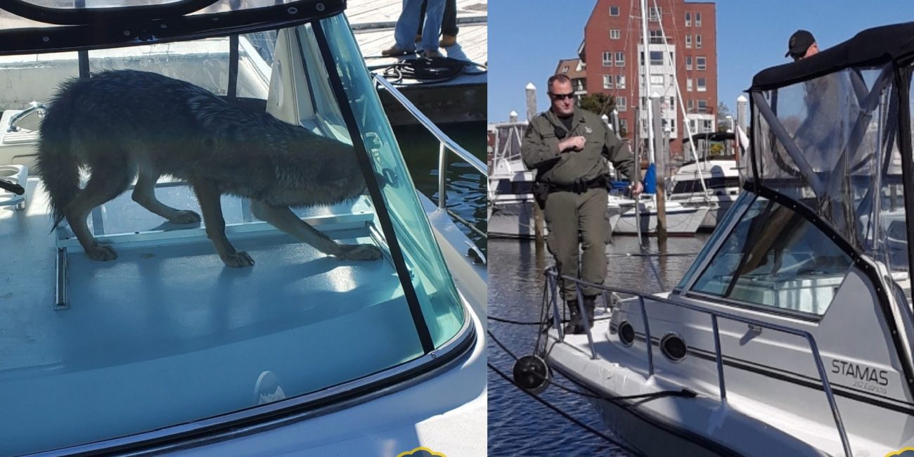 Coyote rescued from boat in Lynn Itemlive Itemlive
