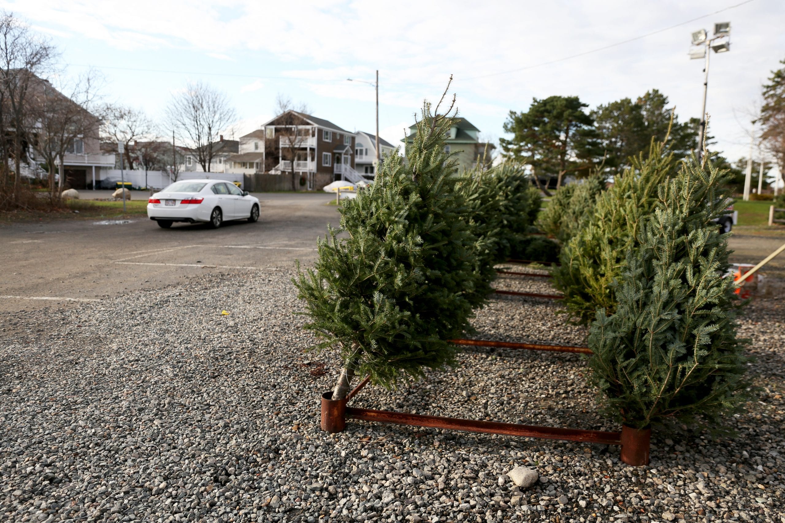 Nahant Christmas tree lot open for business Itemlive