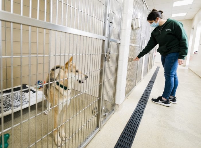 Homebound humans bring home more pets during the pandemic Itemlive