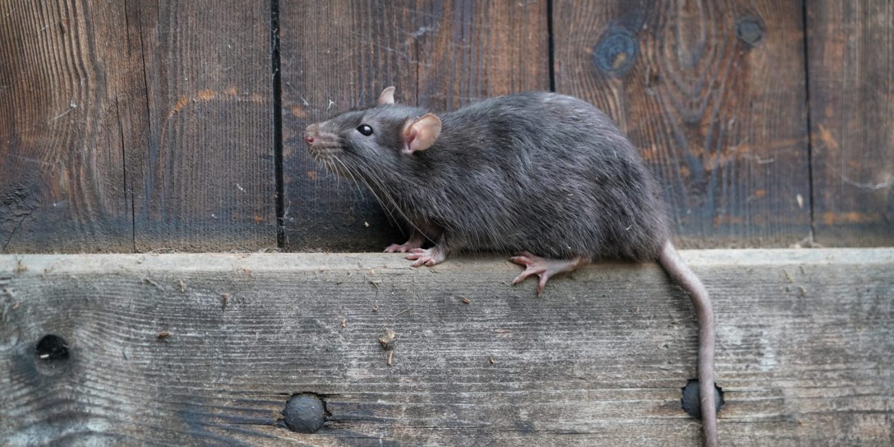 Neighborhood in Nahant complains about rodents - Itemlive : Itemlive