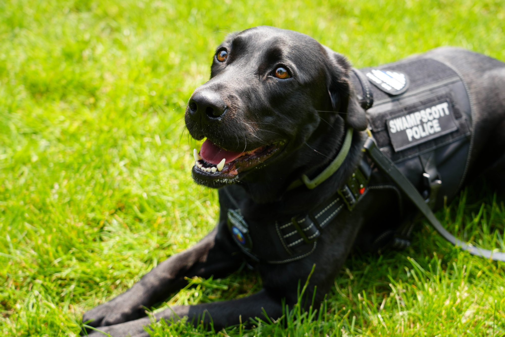 Swampscott PD's Sora needs your vote - Itemlive