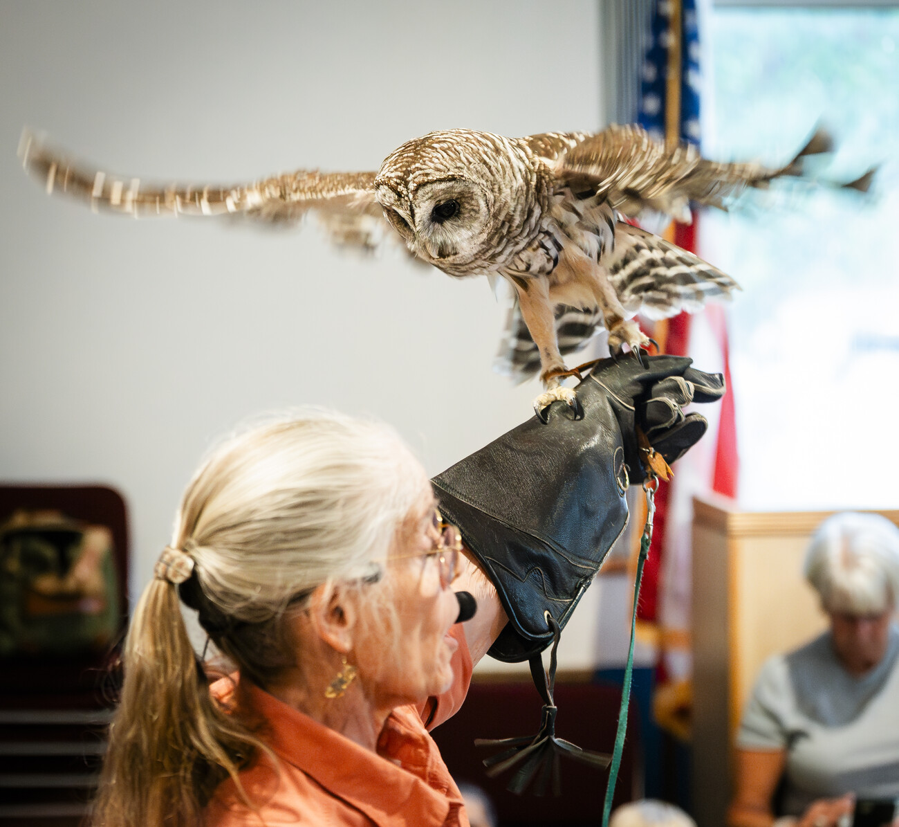 Eyes on Owls in Saugus - Itemlive