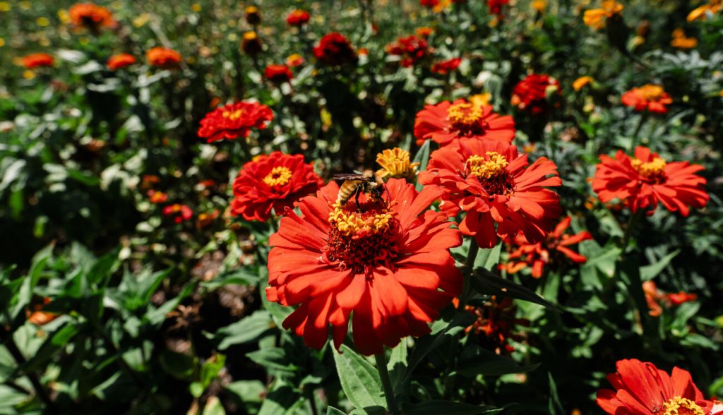 RS253318_8_28_25_Newhall_Fields_Community_Farm_Peabody_15_web