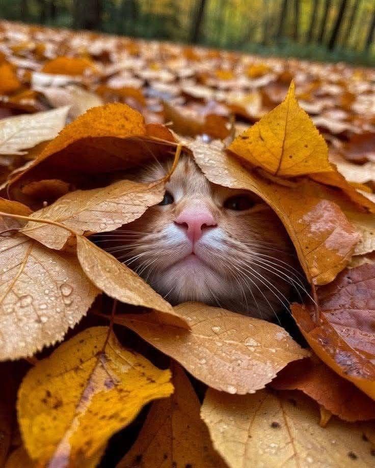 November 8th Montes 3FATCATS