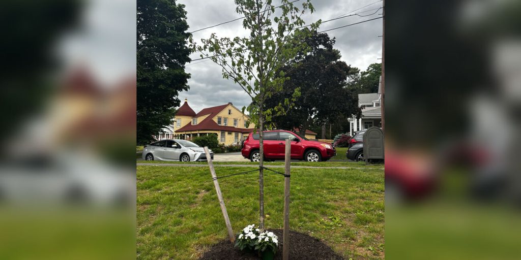 A tree in Linscott Park was dedicated to Nelson Darling Jr. on Sunday afternoon.