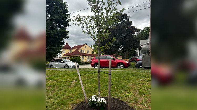 A tree in Linscott Park was dedicated to Nelson Darling Jr. on Sunday afternoon.