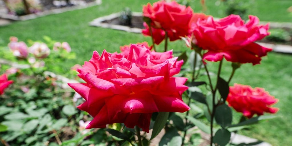 Lynn stops to smell the roses